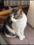 Lauren the Cat